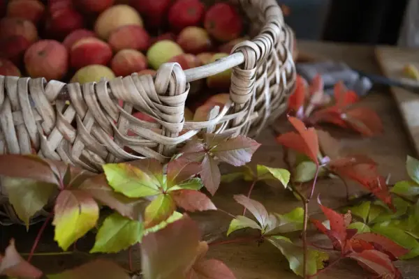 En kurv med epler, pyntet med høstløv.