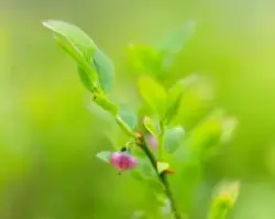 Umodne blåbær. Blåbærlyng. Skogbunn om sommeren. Nordland.