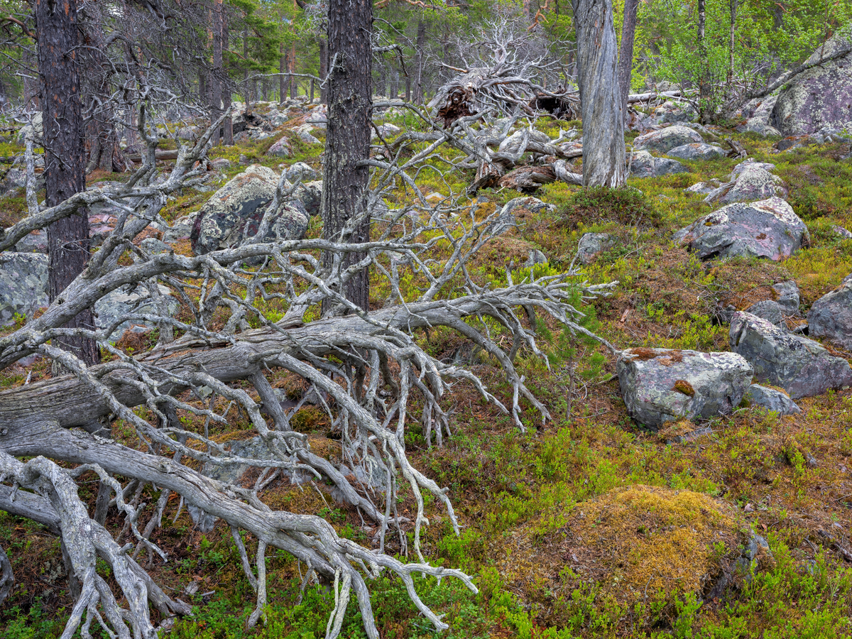 Skogsinteriør i gammel furuskog. Furugadder og læger vitner om at dette er en gammel skog uten særlige spor etter hogst. Lappland, Sverige.