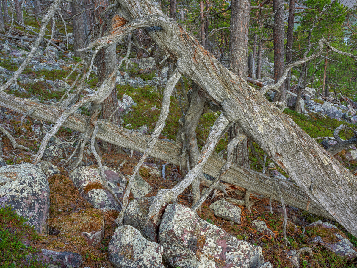 Skogsinteriør i gammel furuskog. Furugadder og læger vitner om at dette er en gammel skog uten særlige spor etter hogst. Lappland, Sverige.