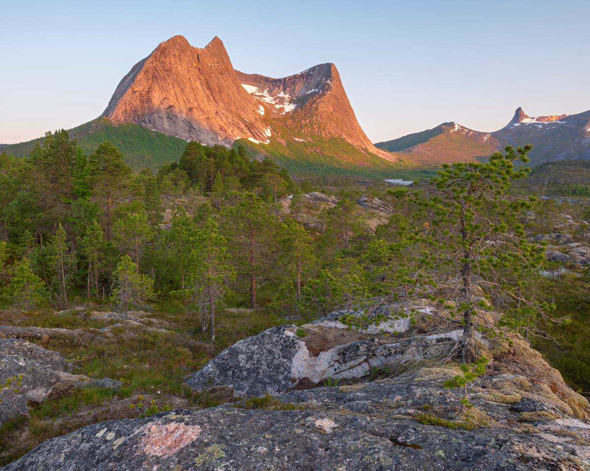 Landskap med furuskog og fjelltopper i Skjellesvikskaret, Narvik. Sommerkveld med lys fra midnattsola. Mot Stortinden.