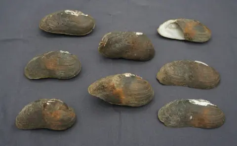 Musselskal
