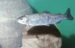 Settefisk av regnbueørret