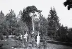 Foto av barn vid den gamla tallen, 1902 (enligt bildtext i album).
