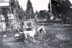Foto av två hundar på gården vid sommarvillan Gröndal, Norrlandet. Bildtext i album: 