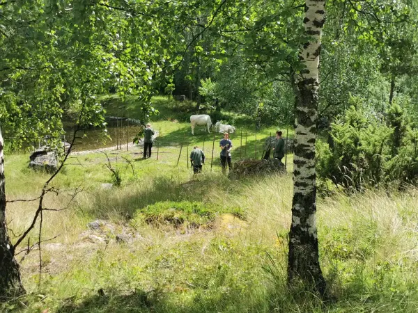 Ei gruppe ungdomar setjar opp skigard med ei bjørk i forgrunnen