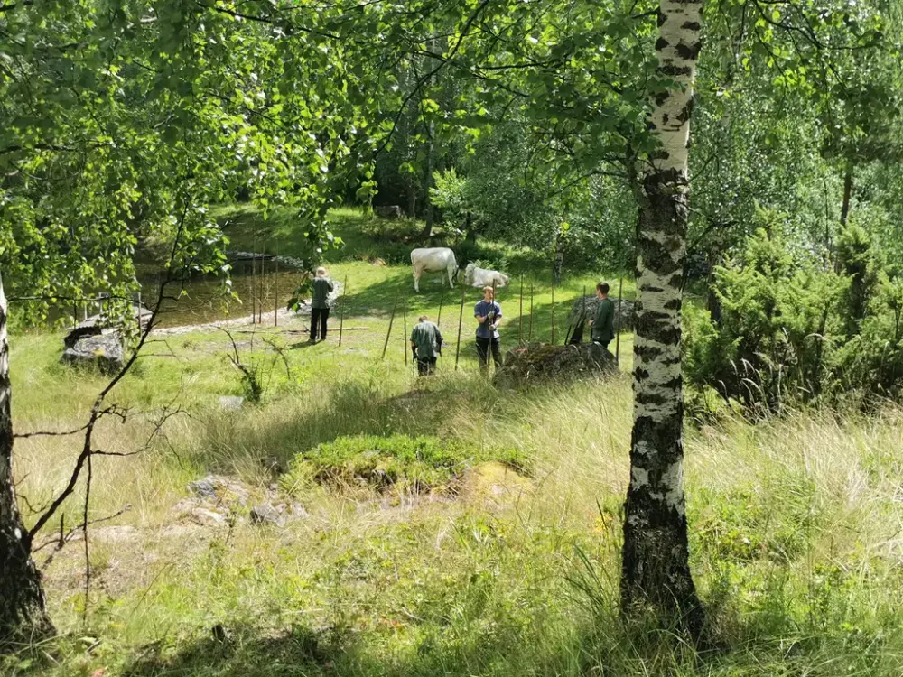 Ei gruppe ungdomar setjar opp skigard med ei bjørk i forgrunnen