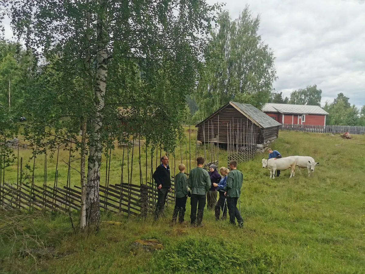 Ei gruppe ungdomar som står ved ein skigard, to kuer i bakgrunnen