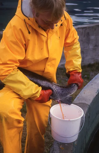 Ukjent mann stryker rogn av laks