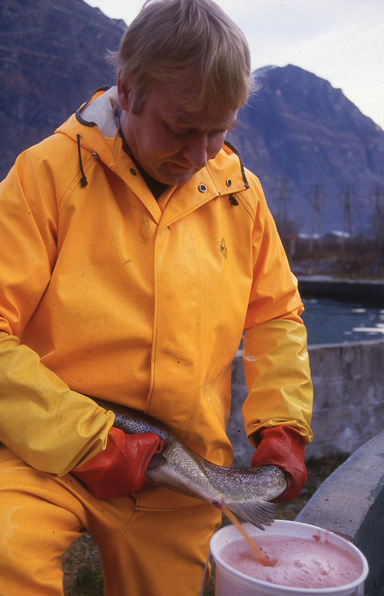 Ukjent mann stryker rogn av laks