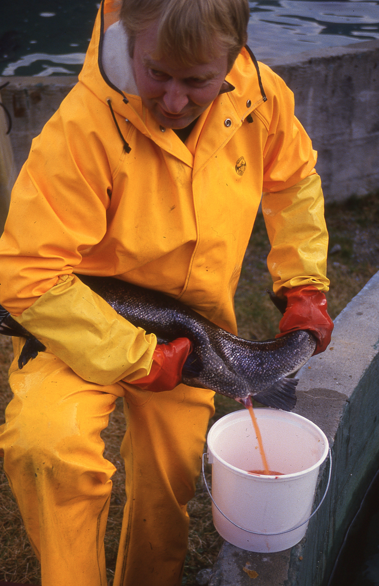 Ukjent mann stryker rogn av laks