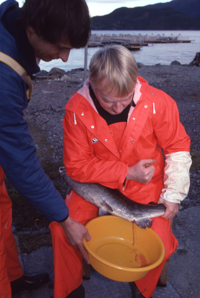 Ukjent mann stryker rogn av laks