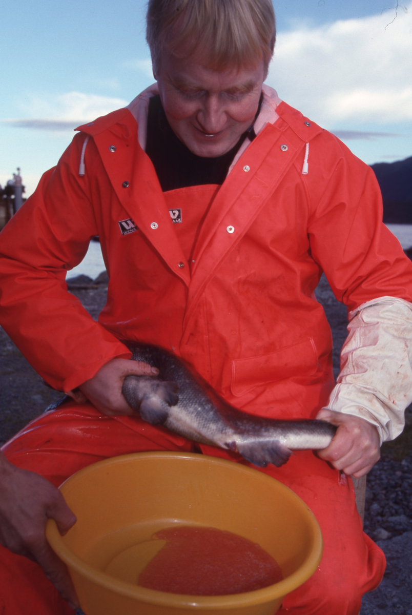 Ukjent mann stryker rogn av laks