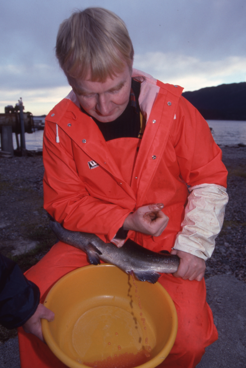 Ukjent mann stryker rogn av laks