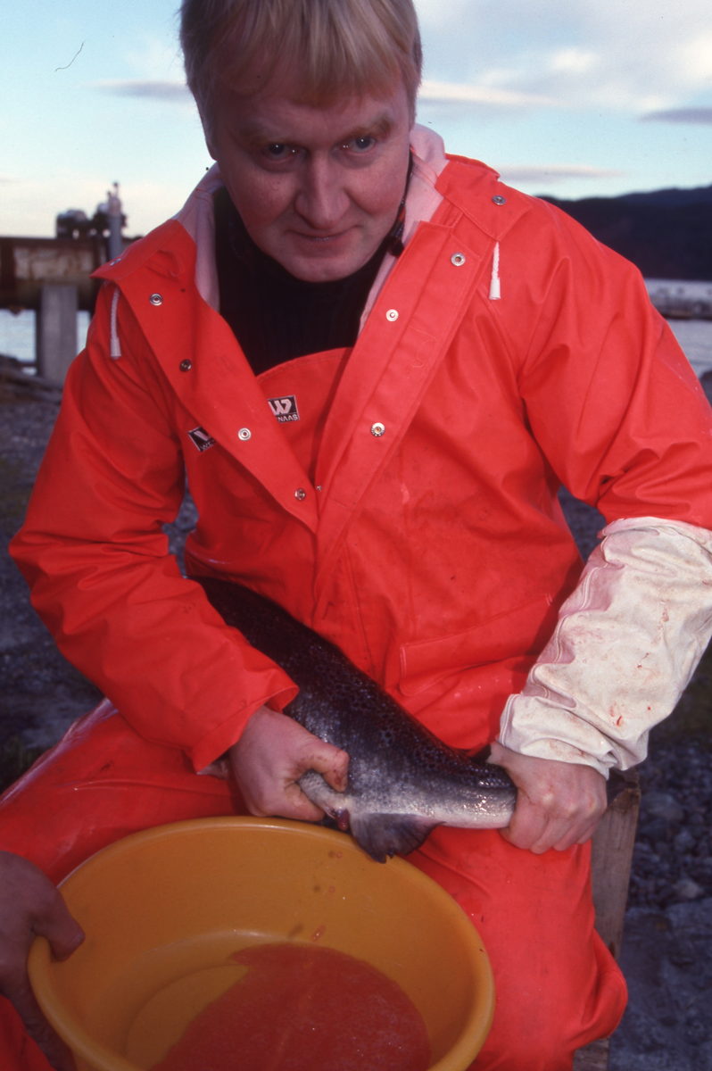 Ukjent mann stryker rogn av laks