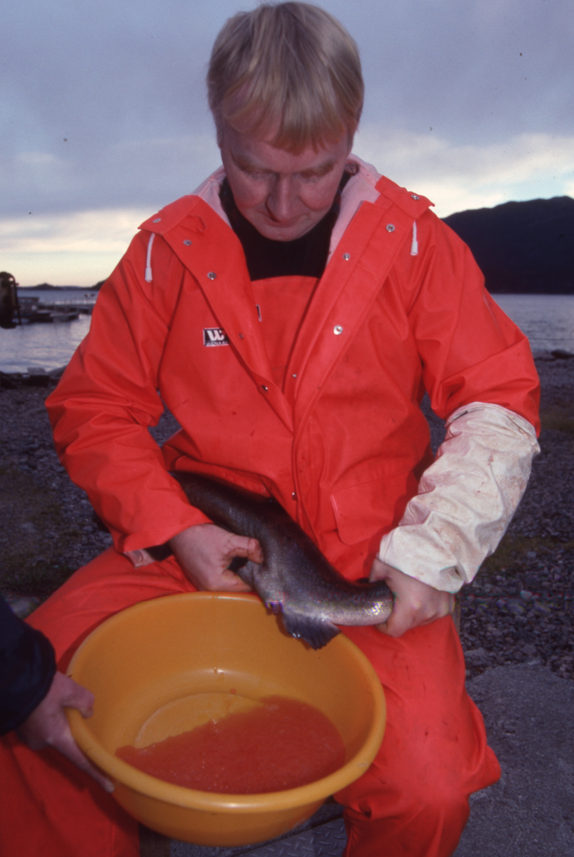 Ukjent mann stryker rogn av laks