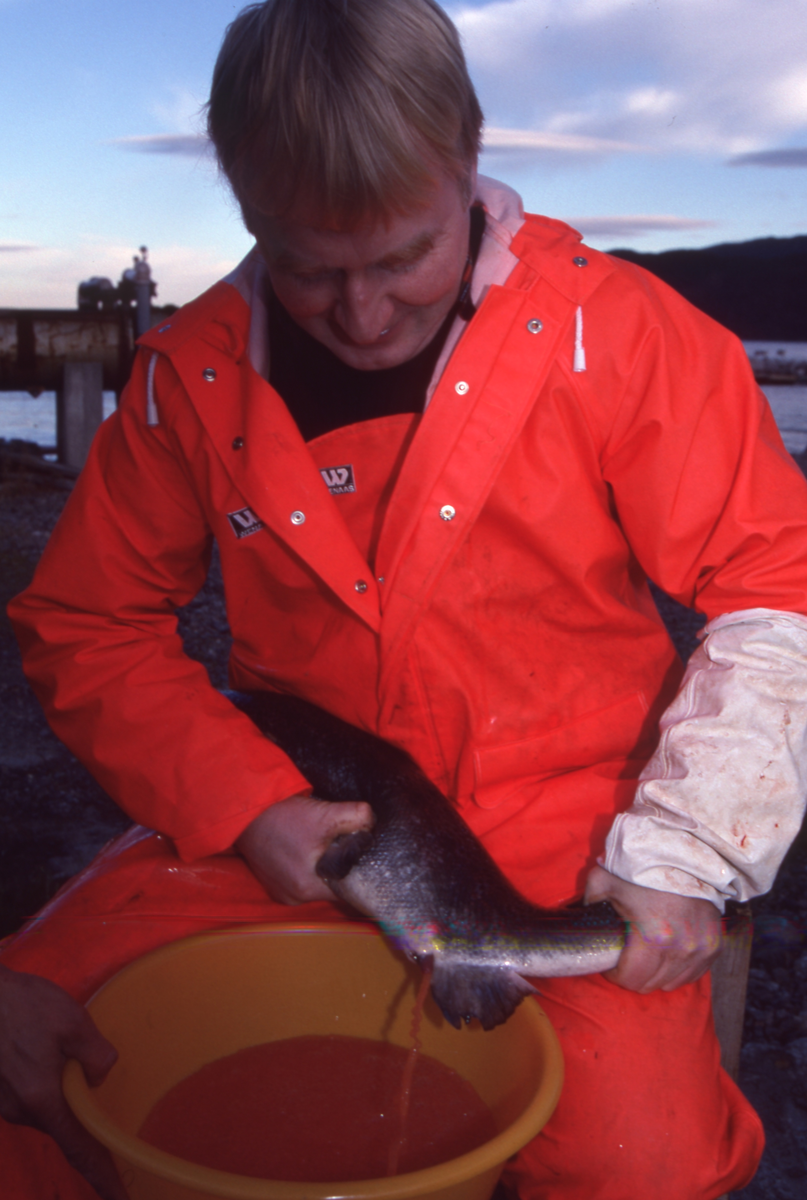 Ukjent mann stryker rogn av laks