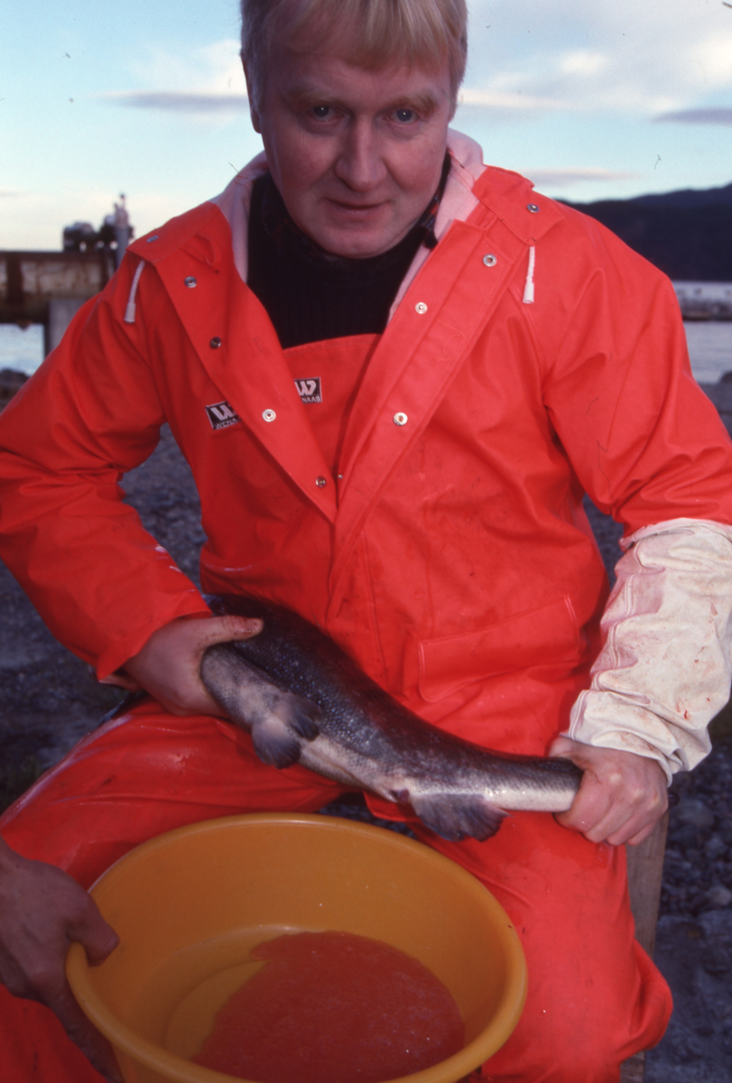 Ukjent mann stryker rogn av laks