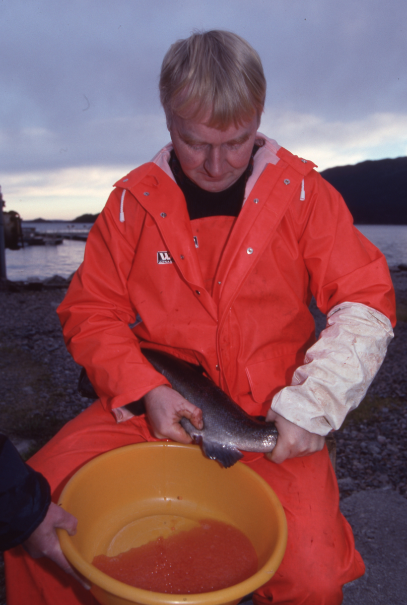 Ukjent mann stryker rogn av laks