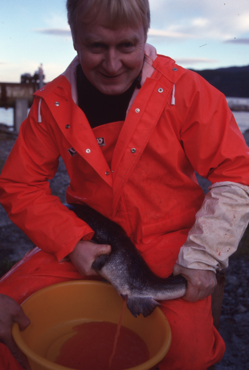 Ukjent mann stryker rogn av laks