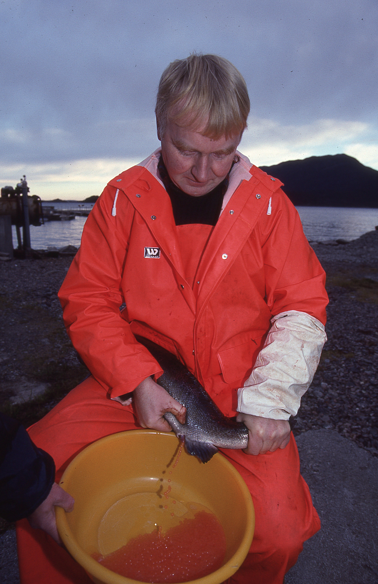 Ukjent mann stryker rogn av laks