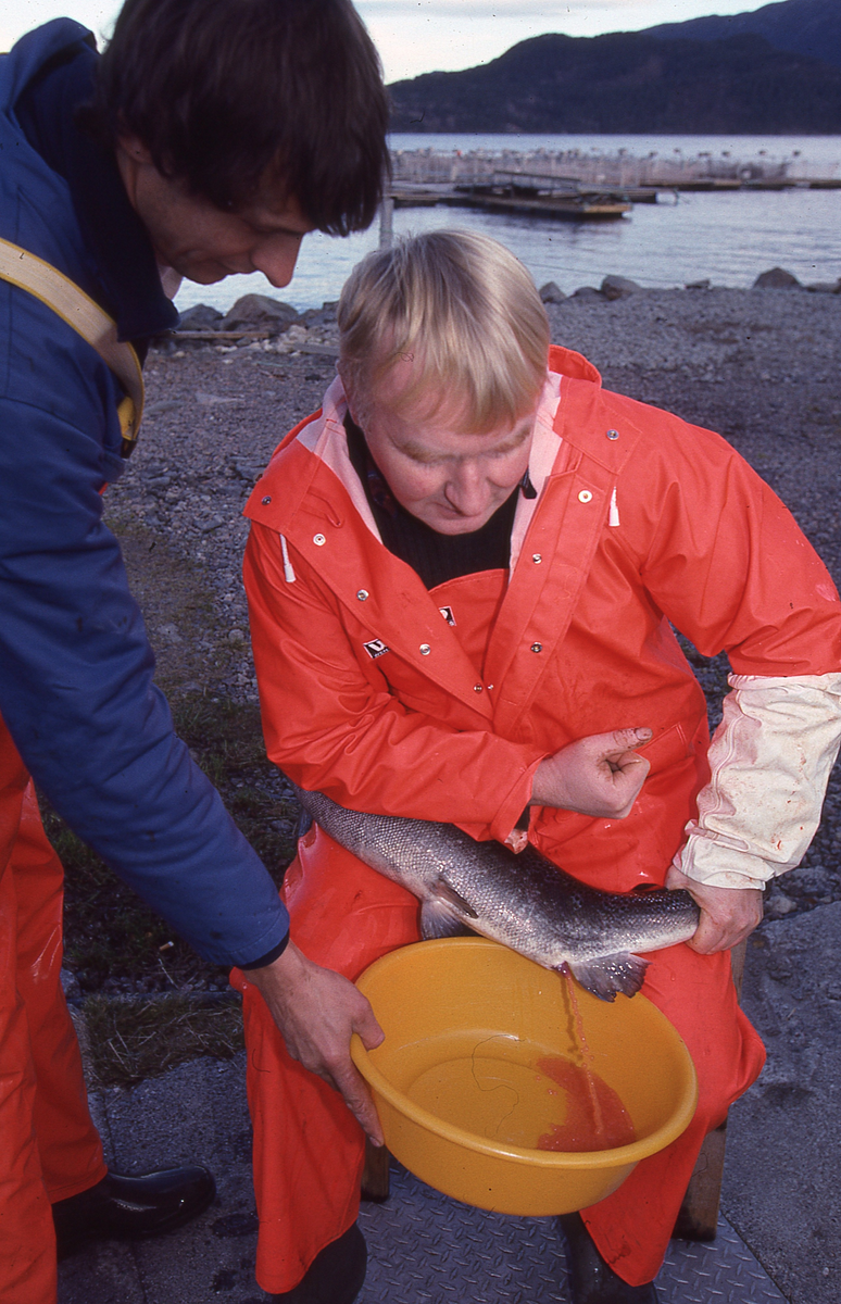 Ukjent mann stryker rogn av laks