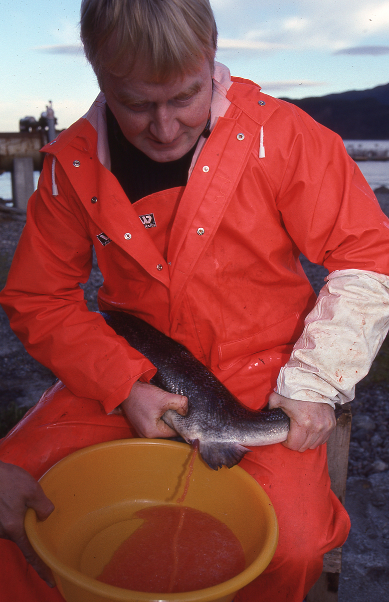 Ukjent mann stryker rogn av laks