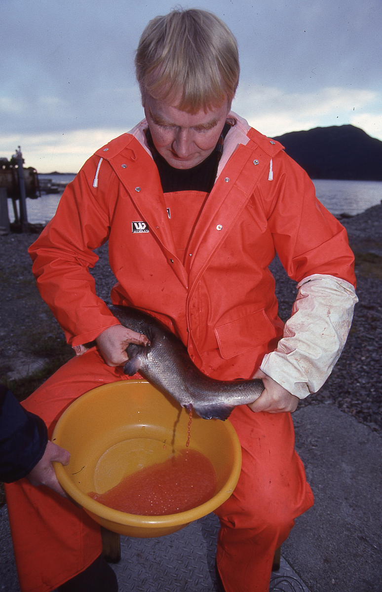 Ukjent mann stryker rogn av laks