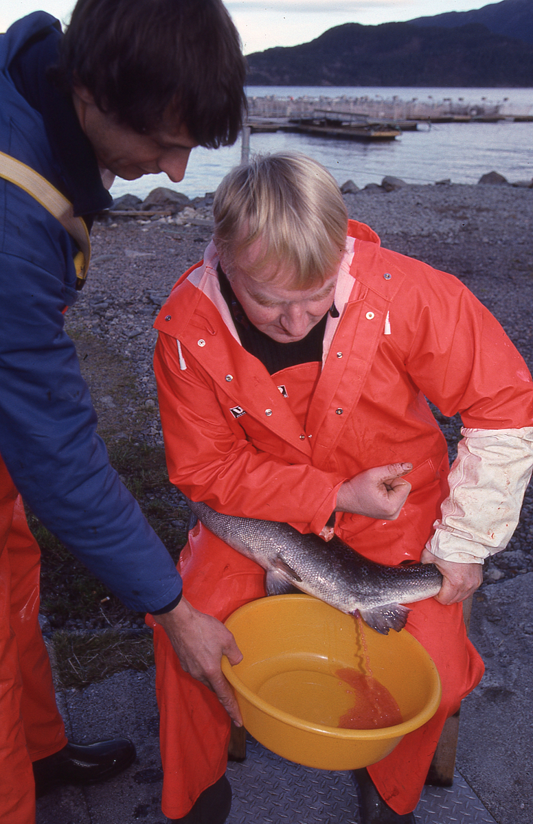 Ukjent mann stryker rogn av laks