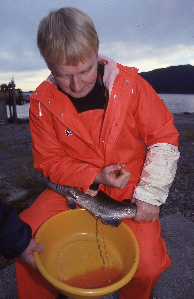 Ukjent mann stryker rogn av laks