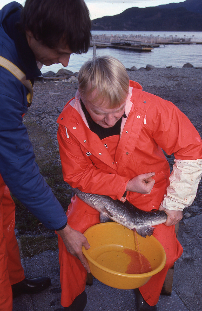 Ukjent mann stryker rogn av laks