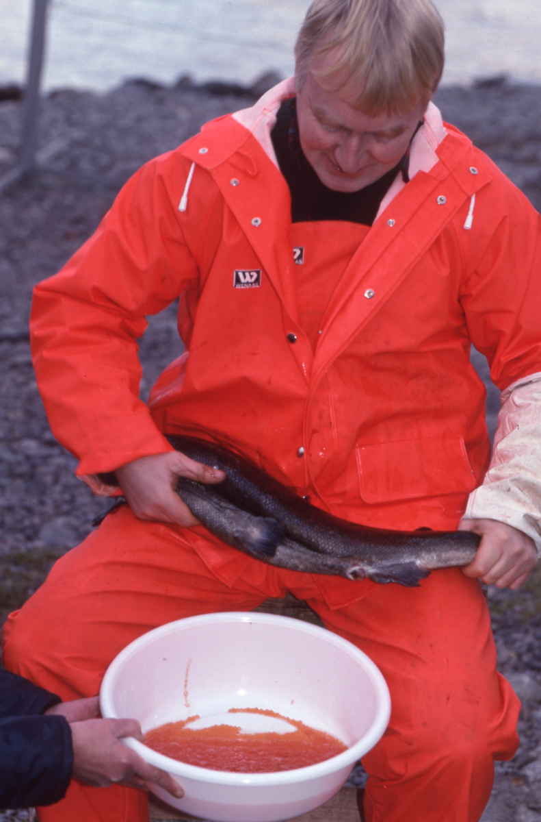 Ukjent mann stryker rogn av laks