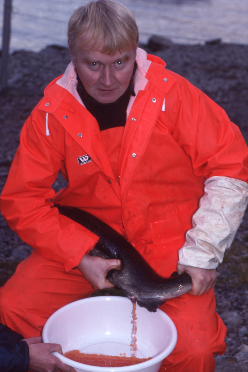 Ukjent mann stryker rogn av laks