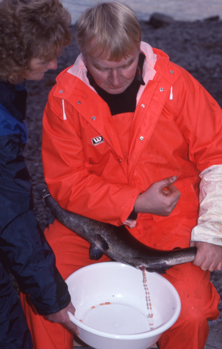 Ukjent mann stryker rogn av laks