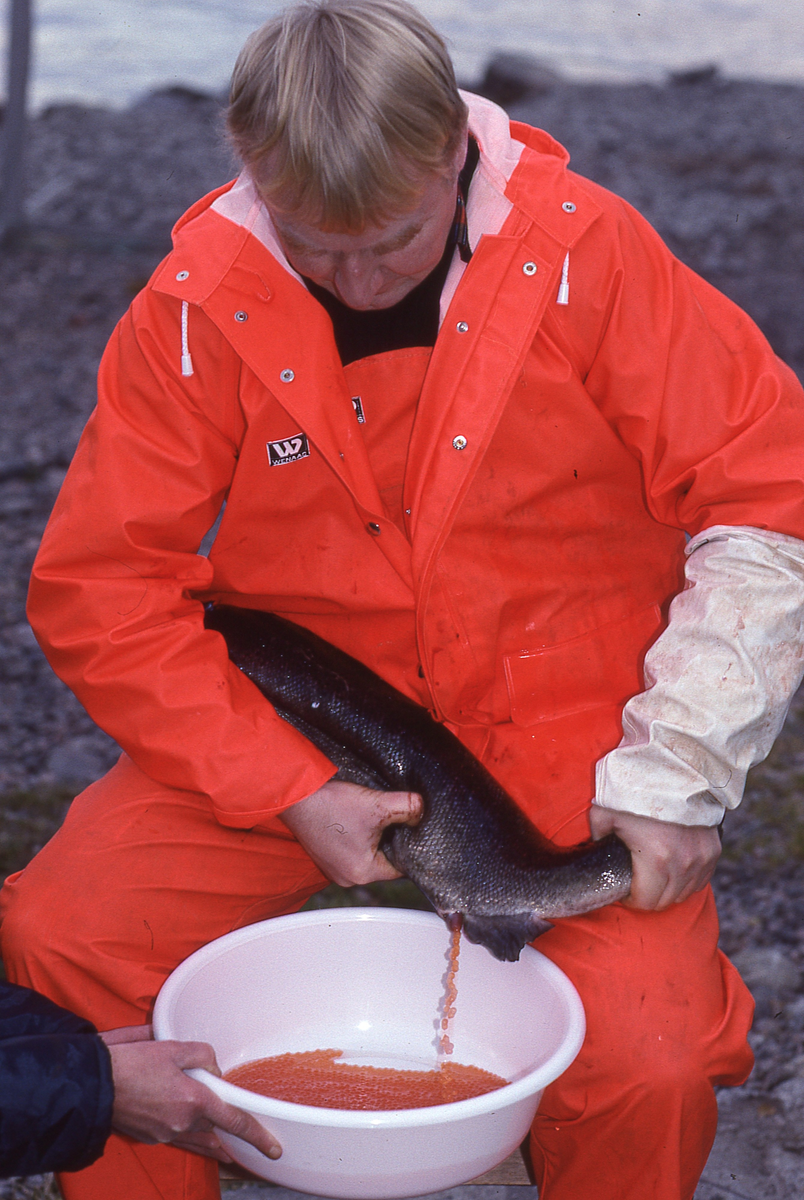 Ukjent mann stryker rogn av laks