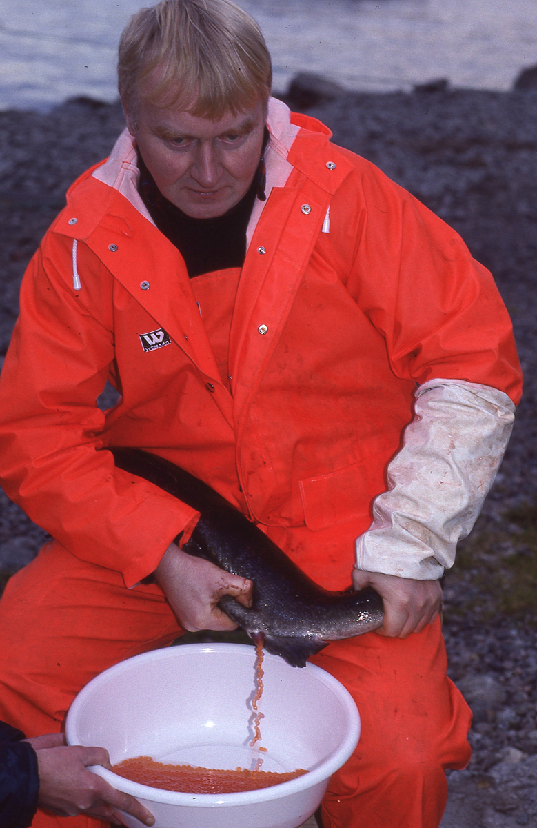 Ukjent mann stryker rogn av laks