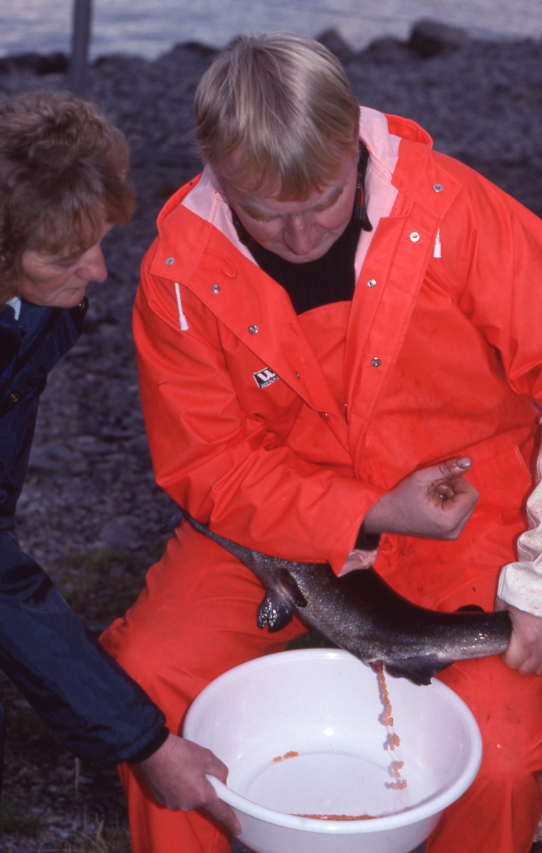 Ukjent mann stryker rogn av laks