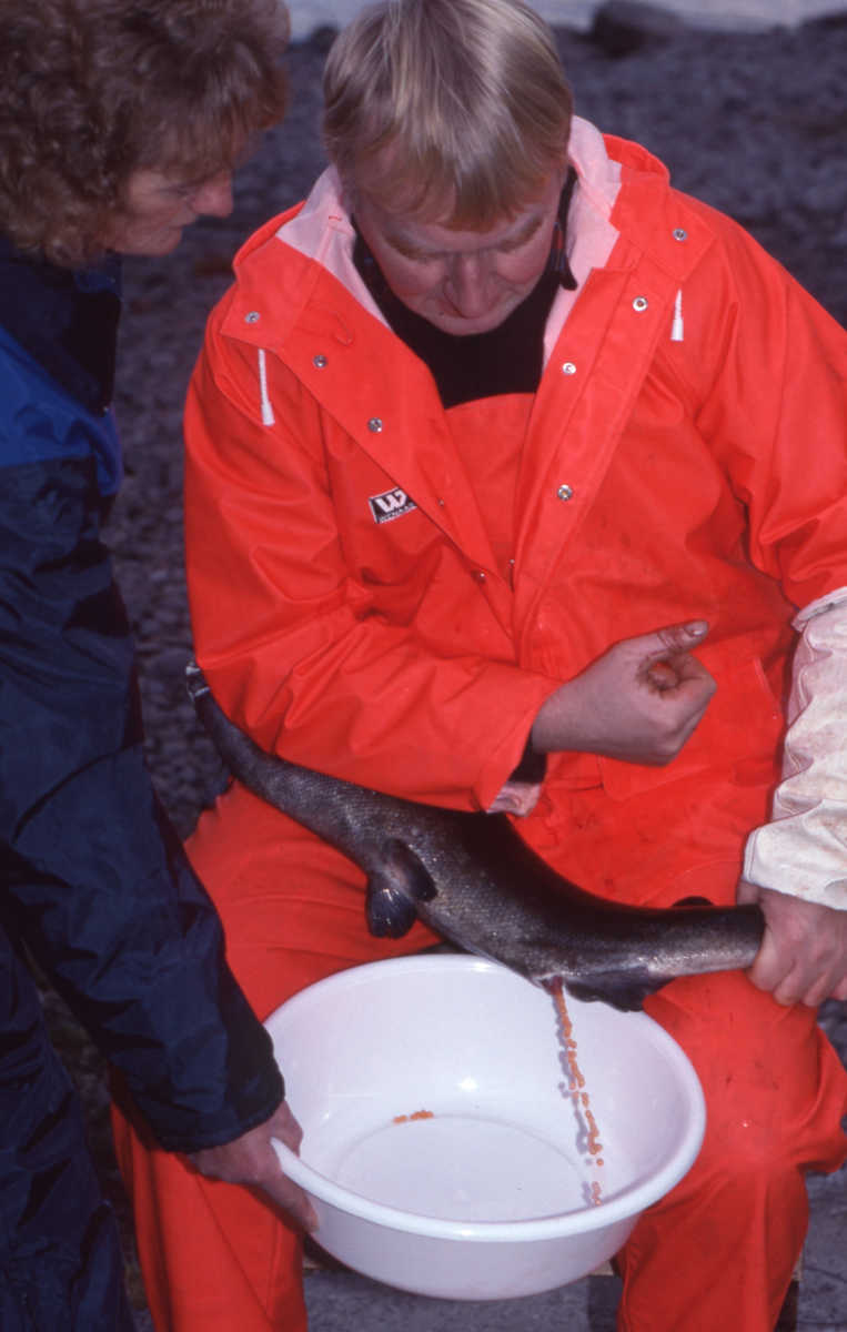 Ukjent mann stryker rogn av laks