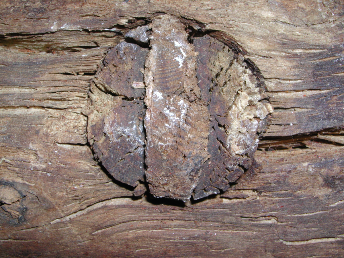 Huvud till klubba. Något sprucken, i övrigt i gott skick. En del av det avbrutna skaftet sitter kvar i skafthålet.

För mer information se Dokumentationsblankett under Referenser – Länkade filer.