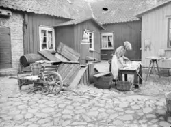 Berta Andersson, känd som "Fula Beata", rensar lax på Algern