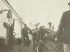 Kabeldragning Nynäshamn - Ire, oktober 1920. Ur albumet Telegrafverkets Sjökabelarbeten 1919-1921.