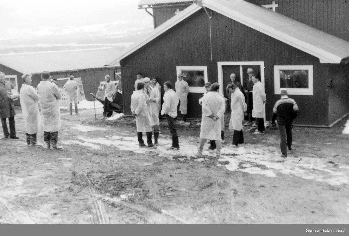 Stor gruppe (ysteriansatte??) på gardsbesøk på Lesja