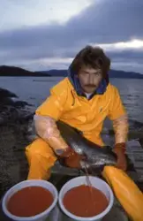 Ukjent mann stryker rogn av laks