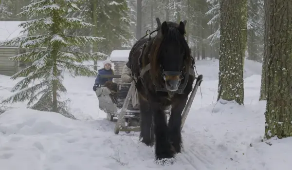 Hest trekker slede i snøen 