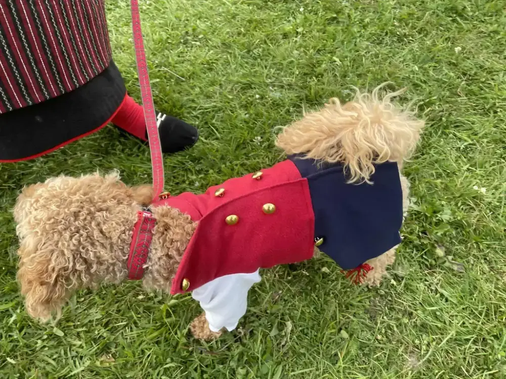 Liten hund iförd folkdräkt