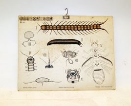 Plansje. Papp. Rektangulær. Metallkrok til oppheng på ene langside. Illus av tusenbein.....Skrift.