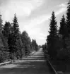 Vägen mellan Jönköping och Nässjö genom Sekeboskogen år 1948.