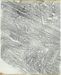 Hällristning Tegneby. Tanum 63:1, L1968:7254