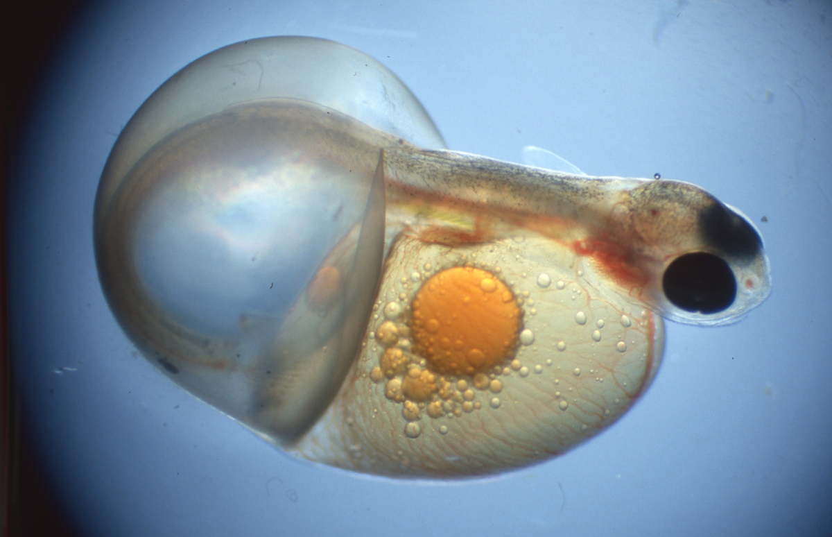 Klekking av regnbueørret