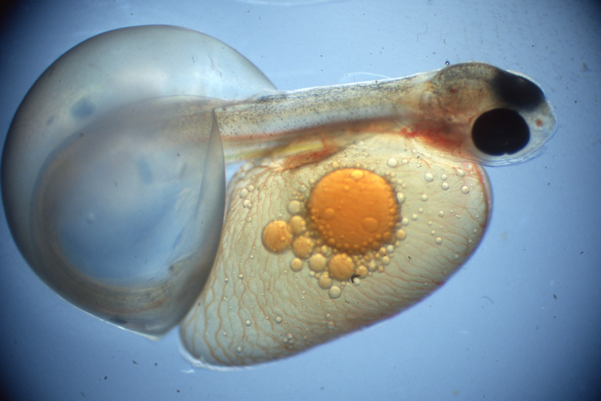 Klekking av regnbueørret